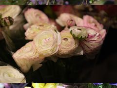 -双季花艺园艺市场(浦东店)