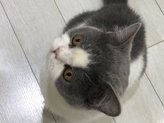 -喵的天空名猫咖啡馆·撸猫·猫舍·用品