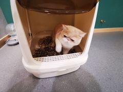 -飞行喵MR PILOT|猫舍·猫咖(静安大融城店)