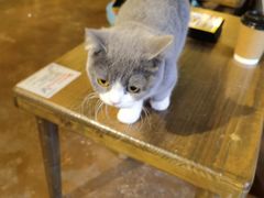 -猫猫幼稚园·撸猫·桌游·电玩