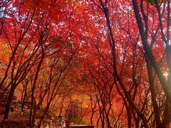 -周口店坡峰岭风景区