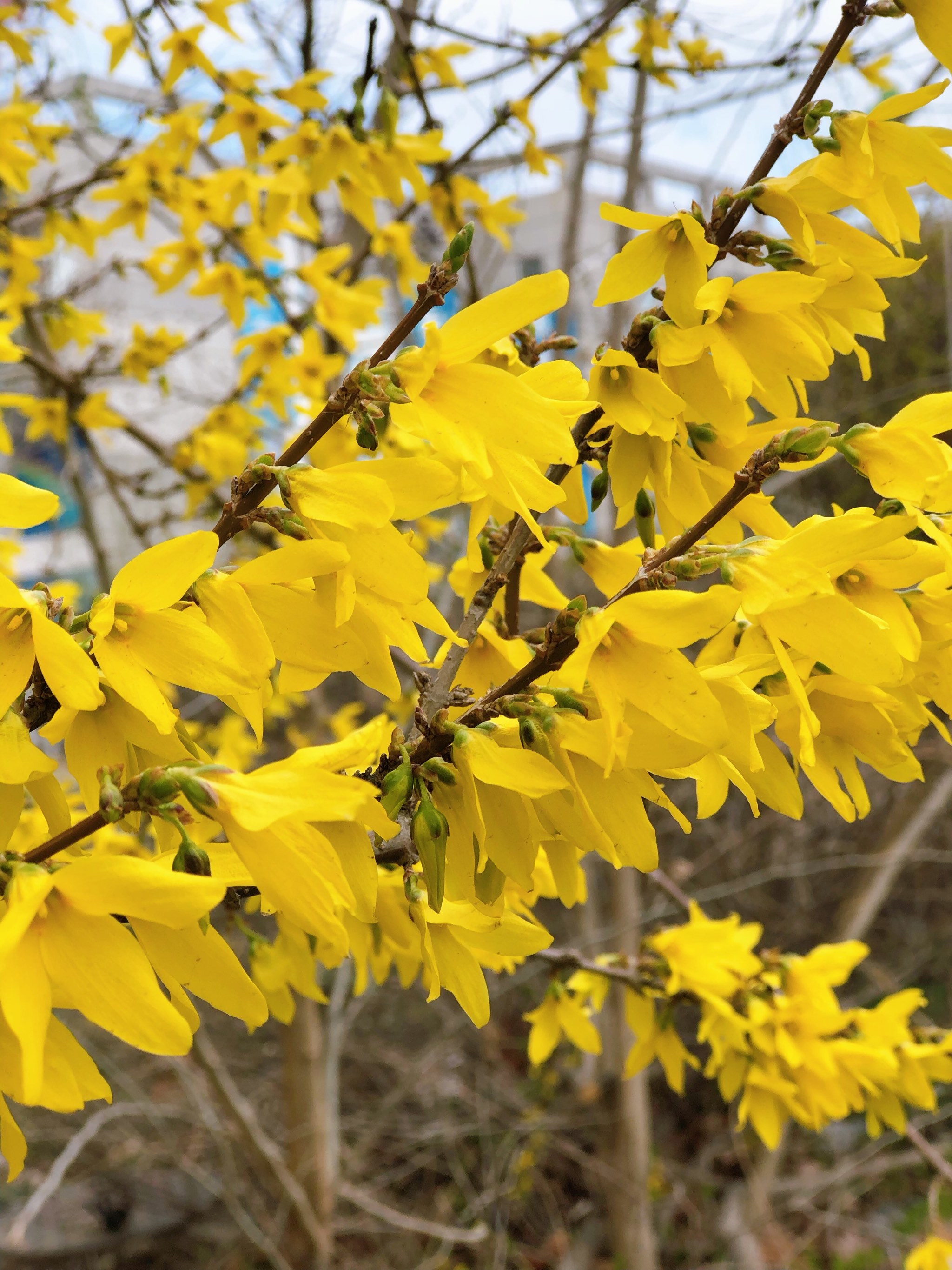 迎春花拉开了春天的序幕