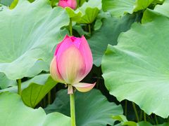 -陈家山荷花公园