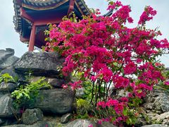 -顺峰山公园