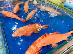 -东江海鲜酒家(艺都分店)