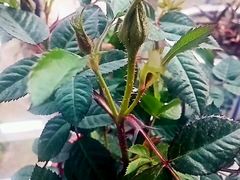 -龙大花卉苗木市场