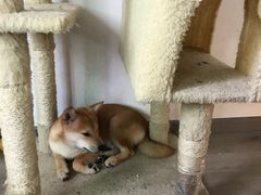 -浣熊柯尔鸭土拨鼠·电玩咖