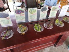 -马陆小张葡萄园农家乐