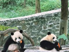 -都江堰中华大熊猫苑