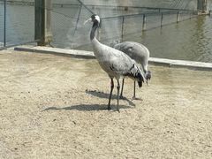 -盐城丹顶鹤湿地生态旅游区