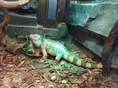 -大连森林动物园