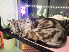 -有猫主题·治愈系猫咖(曾厝垵店)