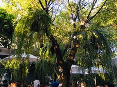 -Fern Forest Cafe