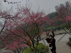 -重庆彩云湖湿地公园