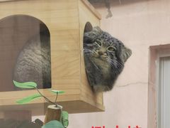 -青藏高原野生动物园