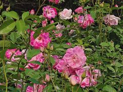 -人民公园(罗湖区)