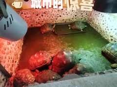 -上海大自然野生昆虫馆(东方明珠·爬宠昆虫探索中心)