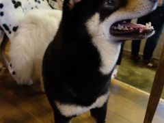 -萌喵宠狗爱心宠咖