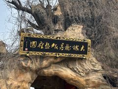 -大槐树寻根祭祖园
