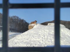 -横道河子东北虎林园