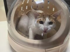 -美联众合宠物医院·爱萌分院·内外科·猫科中心