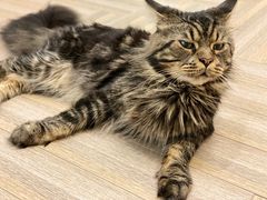 -酷豆宠物咖啡·宠物美食·撸猫馆