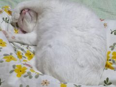 -宠物梦想家(日月豪庭店)