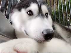-TrueLove @ Neverland (Husky Cafe)