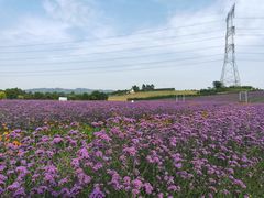 -紫颐香薰山谷景区