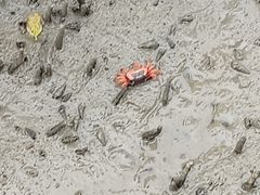 -北海金海湾红树林生态旅游区