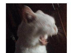 -东南饼庄(铁路二村店)