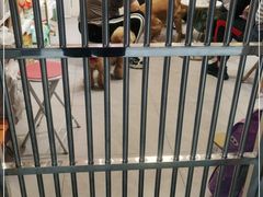 -宠屋宠物美容店