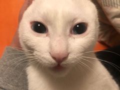 -菲丽丝宠物医院·24小时·猫科中心·免疫点(淮海分院)