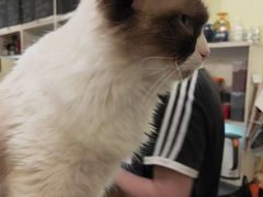 猫色特调咖啡-猫色咖啡·猫咖