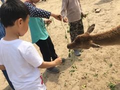 -北京麋鹿生态实验中心