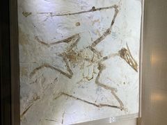 -安徽省地质博物馆