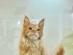 -青奢宠物·青奢猫舍