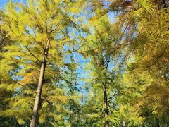 -昆山城市生态森林公园