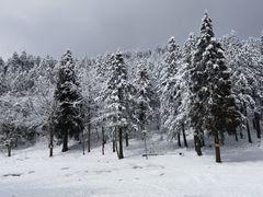 -武陵山森林公园