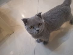 -猫大福·Fortune Cat猫舍(百子湾店)