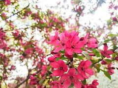 -海棠花溪(元大都城垣遗址公园)