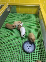 -神奇动物撸宠馆·羊驼·小浣熊·异宠(豫园店)