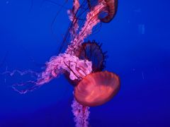 -太平洋海底世界