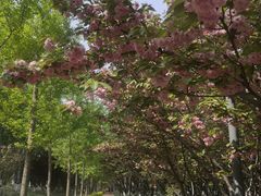 -大兴滨河森林公园