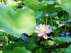 -莲花池公园
