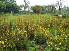 -桤木河湿地公园