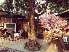 -柴犬高等学院·狗咖·柴犬售卖·宠物训练