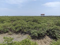 -北海金海湾红树林生态旅游区