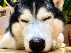 -Husky Go! 哈士奇体验馆·宠物咖啡厅狗咖