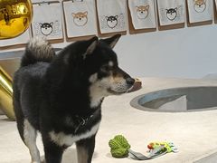 -柴务处·柴犬主题狗咖